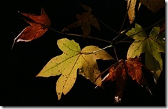 IMG_5485