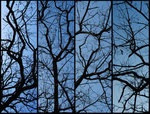 [Pollock_Trees_by_DeviantNep- Michelle Rivail[2].jpg]