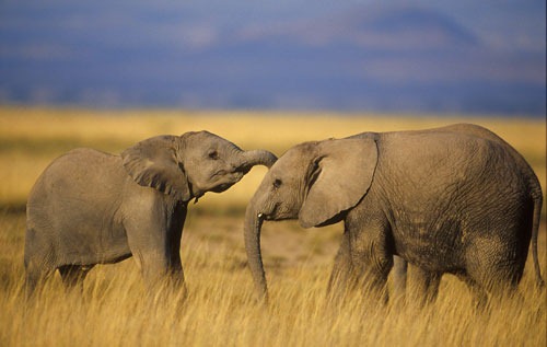 [3779_file_Elephant2_Balfour[3].jpg]