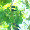 Grosbeak Starling