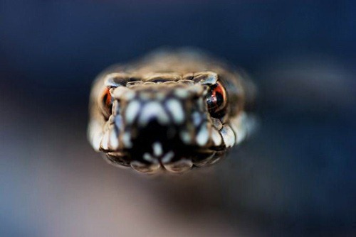 [animal-photography-snake2.jpg]