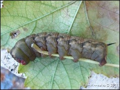 IMG_0111 IMG_0111