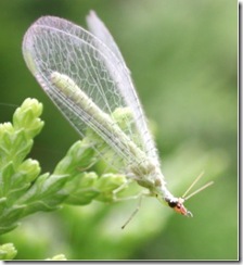 lacewing lacewing