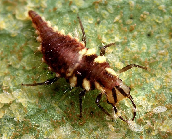 [Green_lacewing_larva[3].jpg]