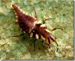 Green_lacewing_larva Green_lacewing_larva