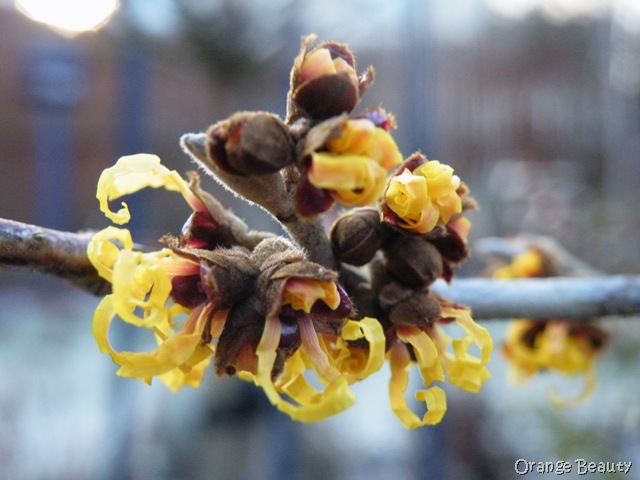 [2010_0129houseplants0037[9].jpg]