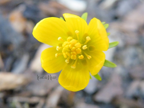 [winter aconites 1.jpg]