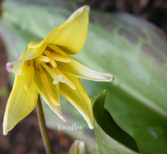 [erythronium[1].jpg]