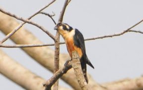 Collared Falconet & more from Kellie's Castle