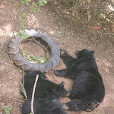 Wiped Out Bears