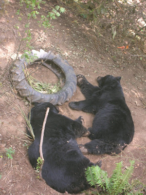 Wiped Out Bears