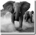elephants II