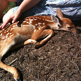 A fawn that was hit by a car near Oakdale Emory. Unfortunately, the injuries were too bad and the little guy didn't make it.