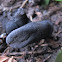 Dead Man's Fingers