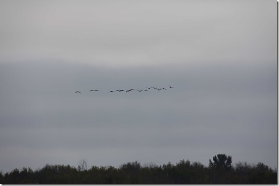 Some Canadians on their way South!