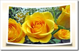 rosa-amarela_2