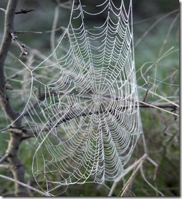spiderweb1