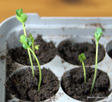 [07-03 Broccoli sprouted.jpg]