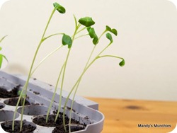 21-03 sprouting broccoli