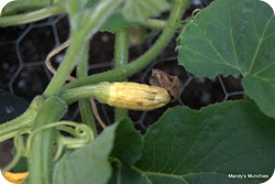Squash4Augdying2 Squash4Augdying2