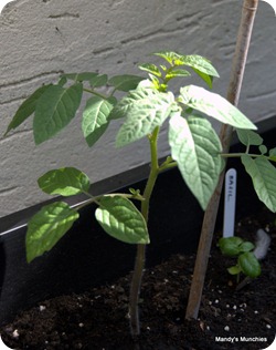 Tomatoes1June3 Tomatoes1June3