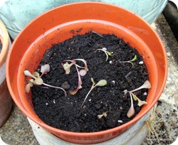 Lettuce in a pot Lettuce in a pot