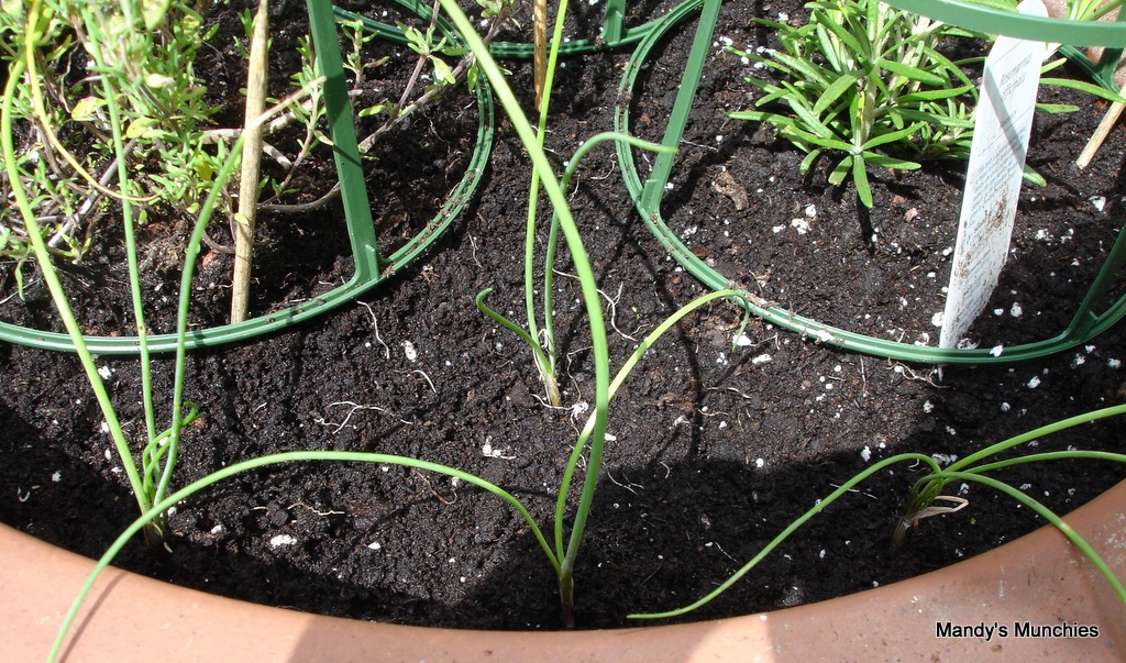 [Chives replanted with other herbs 15 Aug[2].jpg]