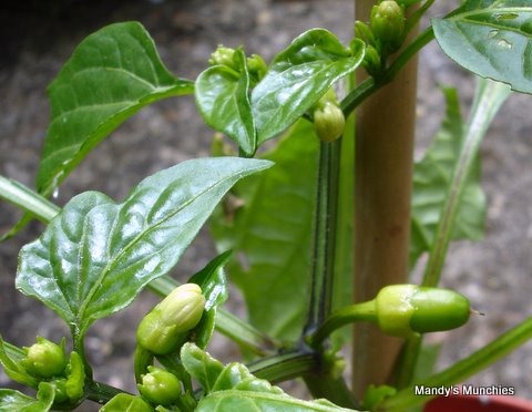 [19-06 Chillies[5].jpg]