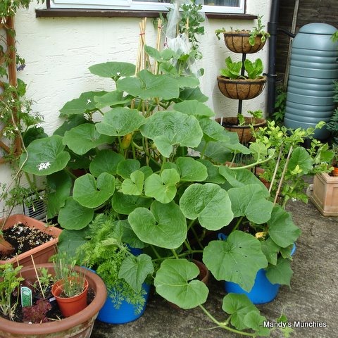 [03-07 Squash[2].jpg]
