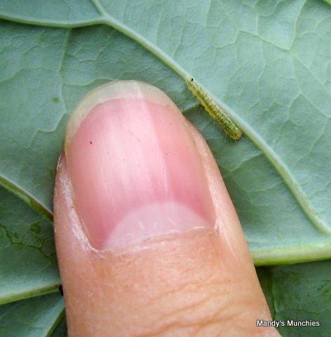 [11-07 PSB caterpillar[5].jpg]