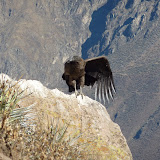 Shall I soar?... Nah! Might just sit here for a while longer.