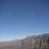 All of a sudden the sky is filled with condors
