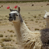 A Llama decorated with pretty ear thingys