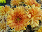 dahlia.jpg