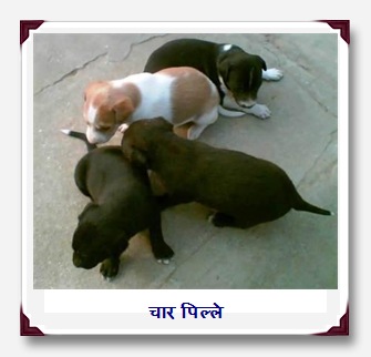 पिल्ले