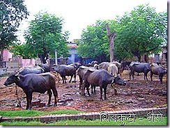 shivkuti cattles