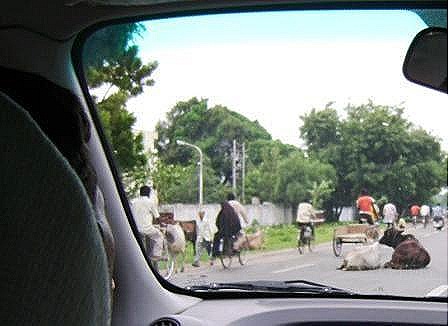 [Cows on Road[12].jpg]