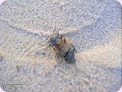 Dung Beetle