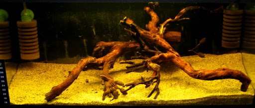 akvarisztika asebestyen módra: Apistogrammás akvárium indítása