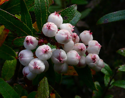 snowberry
