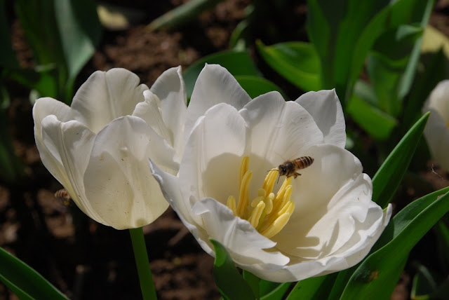 蜜蜂忙著在鬱金香花叢間穿梭飛舞。
