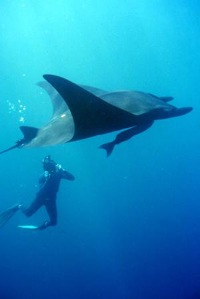 [Giant_pacific_manta[4].jpg]