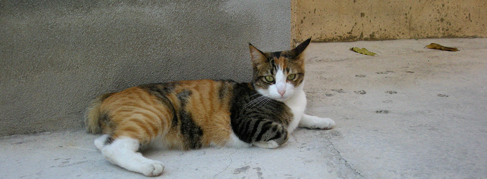 KIJIKI, el blog de una gata un poco cotilla