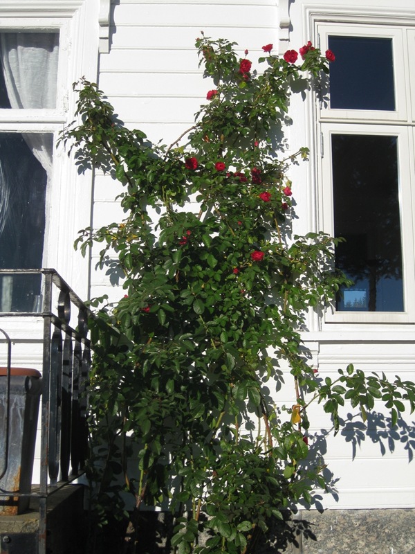 2010-10-11 Rosa Flammentanz (1)