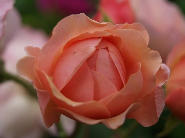 P7303882 Rosa 'Leander' P7303882 Rosa 'Leander'