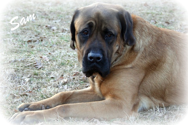 [Sam[4].jpg]