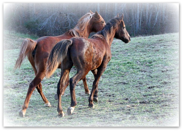 [Two Yearlings[3].jpg]