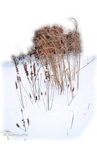 [frost[5].jpg]