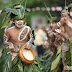 Cara Mengembed Foto Album dengan Picasa
