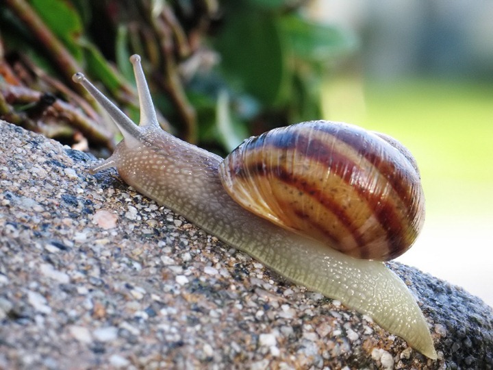 [Common_snail[8].jpg]